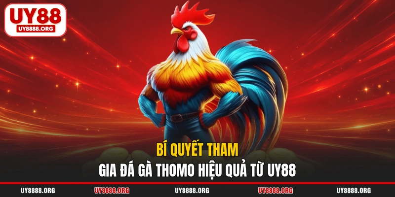 Bí quyết tham gia đá gà Thomo hiệu quả từ UY88 Bí quyết tham gia đá gà Thomo hiệu quả từ UY88