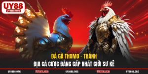 Đá Gà Thomo - Thánh Địa Cá Cược Đẳng Cấp Nhất Giới Sư Kê
