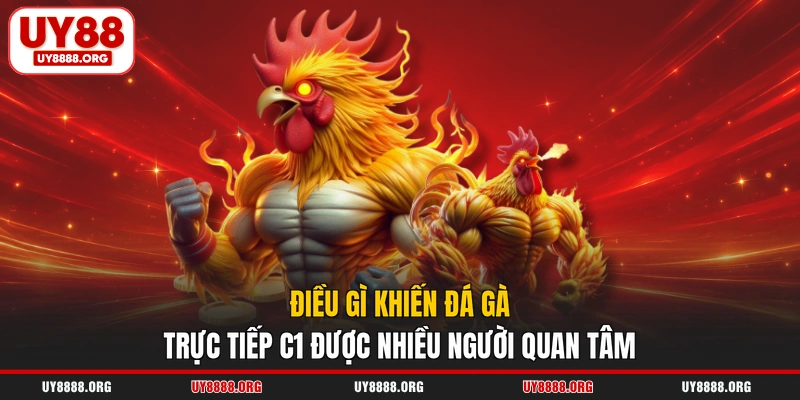 Điều gì khiến đá gà trực tiếp C1 được nhiều người quan tâm