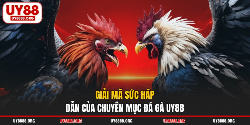 Giải mã sức hấp dẫn của chuyên mục đá gà UY88