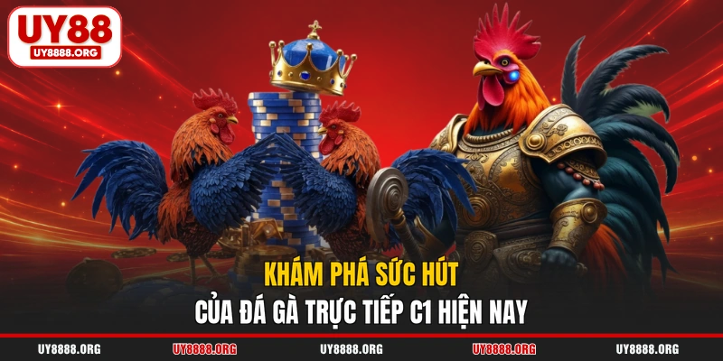 Khám phá sức hút của đá gà trực tiếp C1 hiện nay
