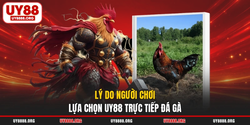 Lý do người chơi lựa chọn UY88 trực tiếp đá gà Lý do người chơi lựa chọn UY88 trực tiếp đá gà